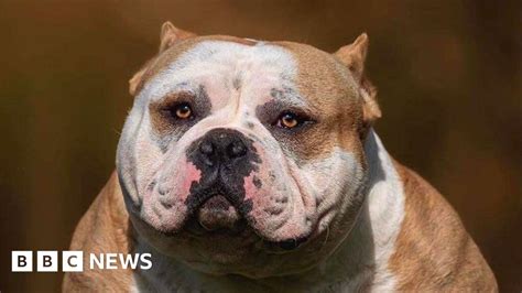 bbc breed|Inside the world of organised crime and extreme dog breeding